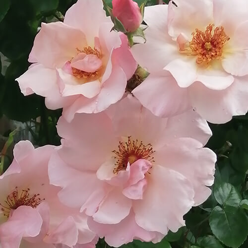 Fleurs du jardin médicinal